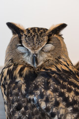 可愛いシベリアワシミミズクの顔アップ写真