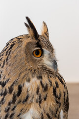 可愛いシベリアワシミミズクの顔アップ写真