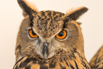 可愛いシベリアワシミミズクの顔アップ写真