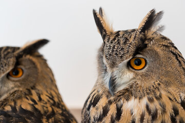 可愛いシベリアワシミミズクの顔アップ写真
