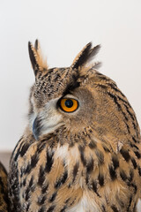 可愛いシベリアワシミミズクの顔アップ写真