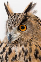 可愛いシベリアワシミミズクの顔アップ写真