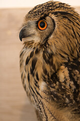 可愛いシベリアワシミミズクの顔アップ写真