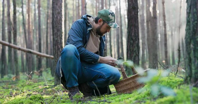 Young mushroom picker kneels in forest in middle of moss and picks mushrooms, examines find carefully from all sides, holds up phone in which he checks species, makes sure it is not poisonous