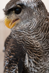 マレーワシミミズクのアップ写真