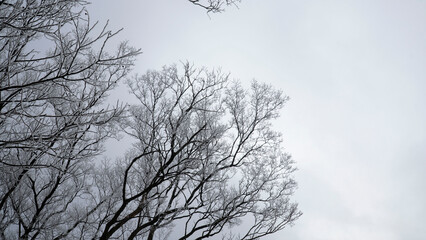 The silhouette of the frosted tree.