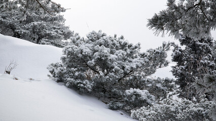 The beauty of a pine tree covered with snow.
