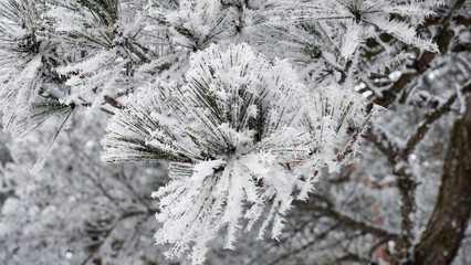 The beauty of a pine tree covered with snow.