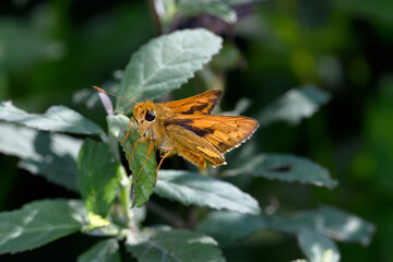 ネッタイアカセセリの雄（沖縄県・石垣島）
