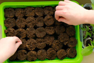 Sowing seeds.Children's and female hand with seeds on peat tablets and green seedlings...