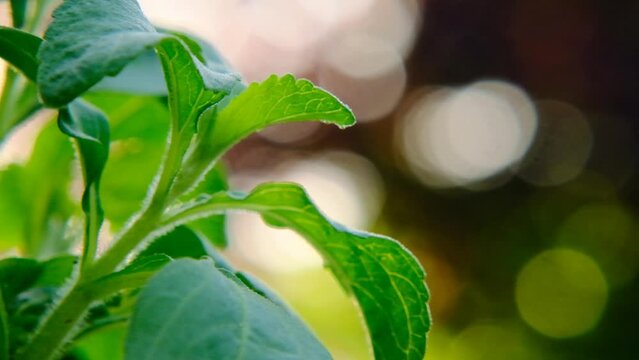 Stevia plants. Organic natural sweetener.Stevia fresh green twig. 4k footage