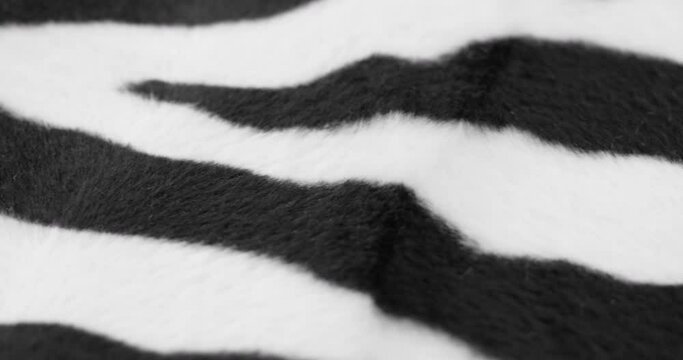 Zebra fur fabric close-up. Animal print black and white background, striped wool textile. Handmade, fashion design and tailoring concept.