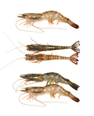 Raw shrimp isolated on white background