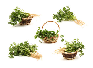 Fototapeta premium Coriander on white background