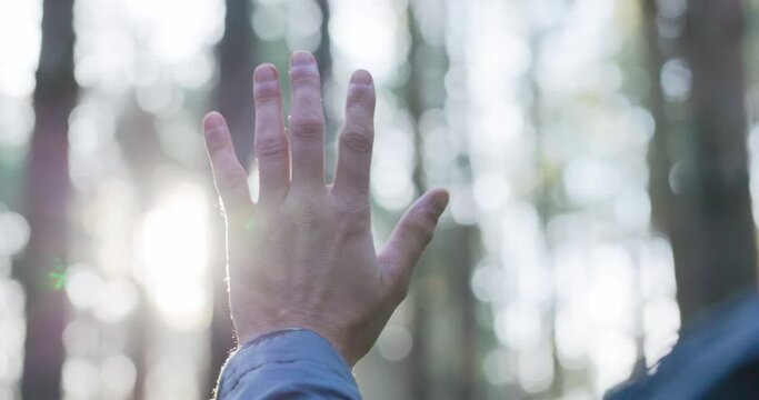 A hand stretched upwards, a palm with outstretched fingers through which sunrays of the rising sun and morning are breaking through, the surroundings of nature, forest, trees