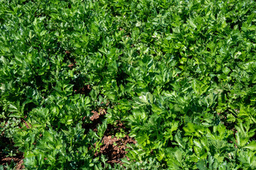 Cultivation of green leaf celery plants