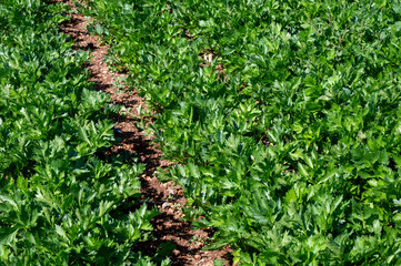 Cultivation of green leaf celery plants