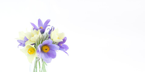 A bouquet of spring flowers, snowdrop or lumbago on light background. Copy space horizontal frame