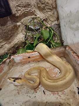 snake in a tree