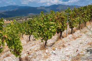 Wine industry on Cyprus island, view on Cypriot vineyards with growing grape plants on south slopes of Troodos mountain range