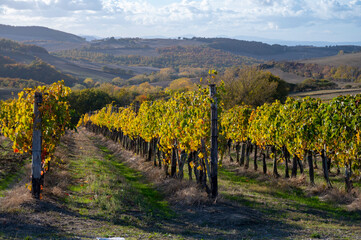 Fototapeta na wymiar View on hills of Val d'Orcia, autumn on vineyards near wine making town Montalcino, Tuscany, rows of grape plants after harvest, Italy