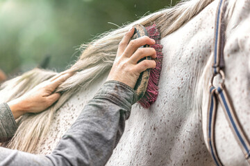 Close-up of an equestrian grooming a white horse with a brush