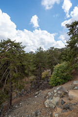 Fototapeta na wymiar Evergreen pine trees growing in high Troodos mountains on Cyprus