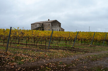 Autumn on vineyards near Orvieto, Umbria, rows of grape plants after harvest, Italy