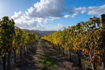 Obraz premium View on hills of Val d'Orcia, autumn on vineyards near wine making town Montalcino, Tuscany, rows of grape plants after harvest, Italy
