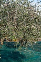 Harvesting of ripe green organic olives on farm plantation near Castiglione d