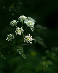 close up macro of water hemlock plant wild flower