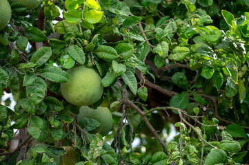 Big round pomelo citrus fruits hanging on trees on pomelo plantations