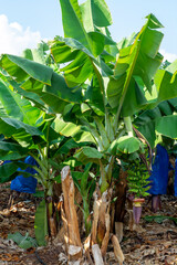 Obraz premium Banana trees plantations with clusters of green bananas fruits near Paphos, Cyprus.