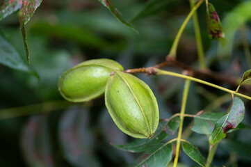 Green pecan nuts ripening on plantations of pecan trees on Cyprus
