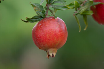 Red ripe Punica granatum pomegranatum fruits hanging on tree ready to harvest