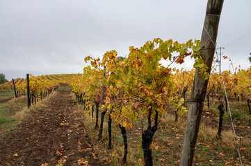 Autumn on vineyards near Orvieto, Umbria, rows of grape plants after harvest, Italy