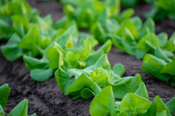 Italian greenhouse with rows of young organic green lettuce salad plants