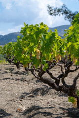 Fototapeta na wymiar Wine industry on Cyprus island, bunches of ripe white grapes hanging on Cypriot vineyards located on south slopes of Troodos mountain range.