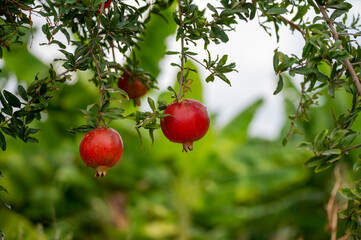 Red ripe Punica granatum pomegranatum fruits hanging on tree ready to harvest