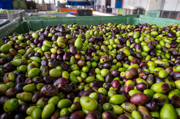 Fresh ripe black and green olives in boxes ready for extraction and cold pressing on organic olive oil farm in small mountain village Lenola, Lazio, Italy