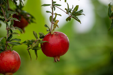 Red ripe Punica granatum pomegranatum fruits hanging on tree ready to harvest