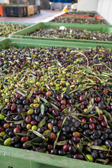 Fresh ripe black and green olives in boxes ready for extraction and cold pressing on organic olive oil farm in small mountain village Lenola, Lazio, Italy
