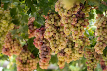 Fototapeta premium Bunches of white-pink sweet seedless table grapes ripening on vineyars of Cyprus