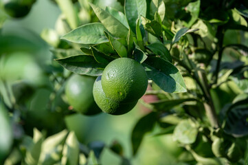 Green orange citrus fruits ripening on orange trees plantation