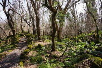 winter forest path through bare trees