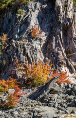 colorful fall leaves against granite limestone shale rock