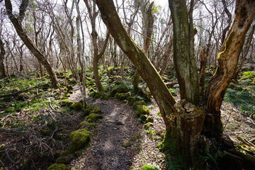 Fototapeta na wymiar winter forest path through bare trees