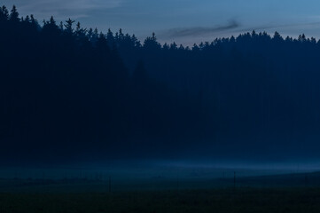 Dunkler Fichtenwald mit Abendnebel