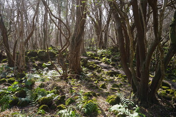 dreary winter forest with mossy rocks and bare trees
