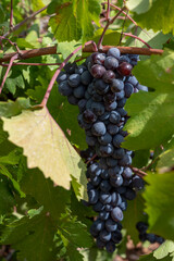 Wine industry on Cyprus island, bunches of ripe black grapes hanging on Cypriot vineyards located on south slopes of Troodos mountain range.